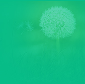 Image with missing alt attribute found on naver.net