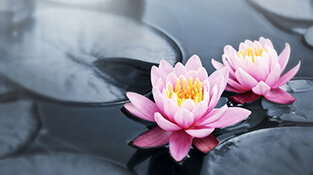 Flor de Loto
