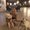 Image with missing alt attribute found on yelp.nl