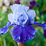 iris