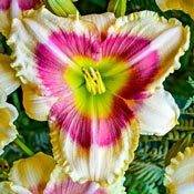 Daylilies