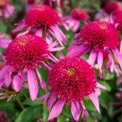Coneflowers