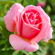 Tiffany Hybrid Tea Rose