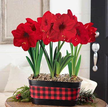 Shop Amaryllis on Breck's Gifts