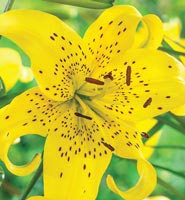 Lily Flower Bulbs