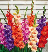 Gladiolus Flower Bulbs