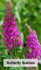 Butterfly Bushes