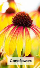 Coneflowers
