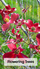 Flowering Trees