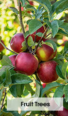 Fruit Trees