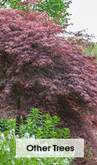 Japanese Maples