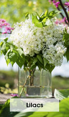 Lilacs