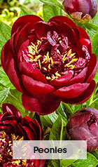 Peonies