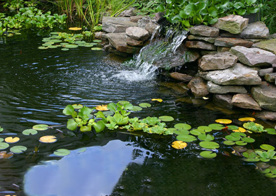 Image with missing alt attribute found on thepondguy.com