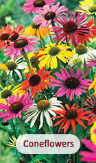 Coneflower