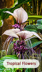 Tropical Flowers