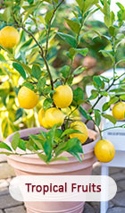 Tropical Fruits