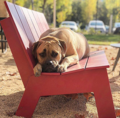 Dog Relaxing On Google Bench