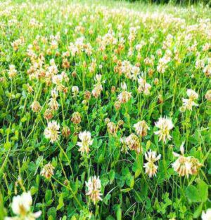 1kg white clover grass lawn seed