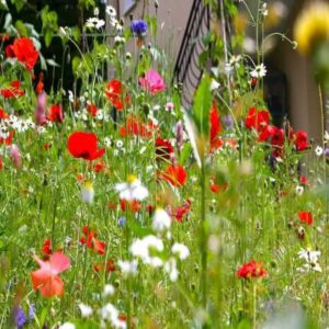 10kg wildflower seeds