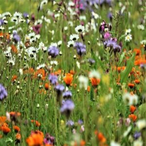 Bee seeds: Bee seeds to attract bees and butterflies to your garden.