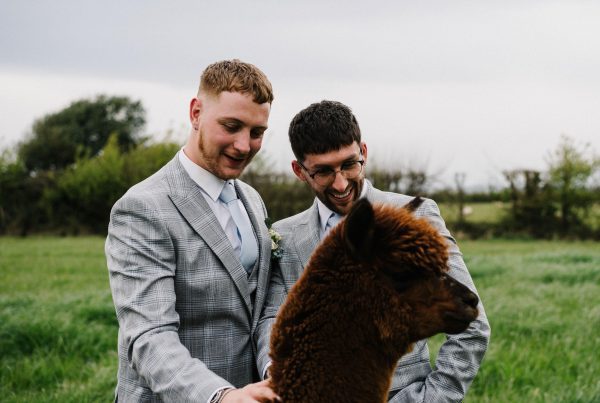 Newly wed couple stroke the alpaca at our Sussex wedding venue