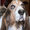 Image with missing alt attribute found on gardenweb.com