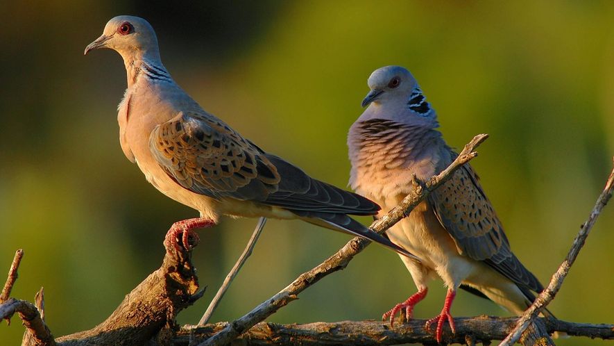 Solo un 17% de las especies en peligro de extinci&oacute;n est&aacute;n protegidas por la Uni&oacute;n Europea ...
