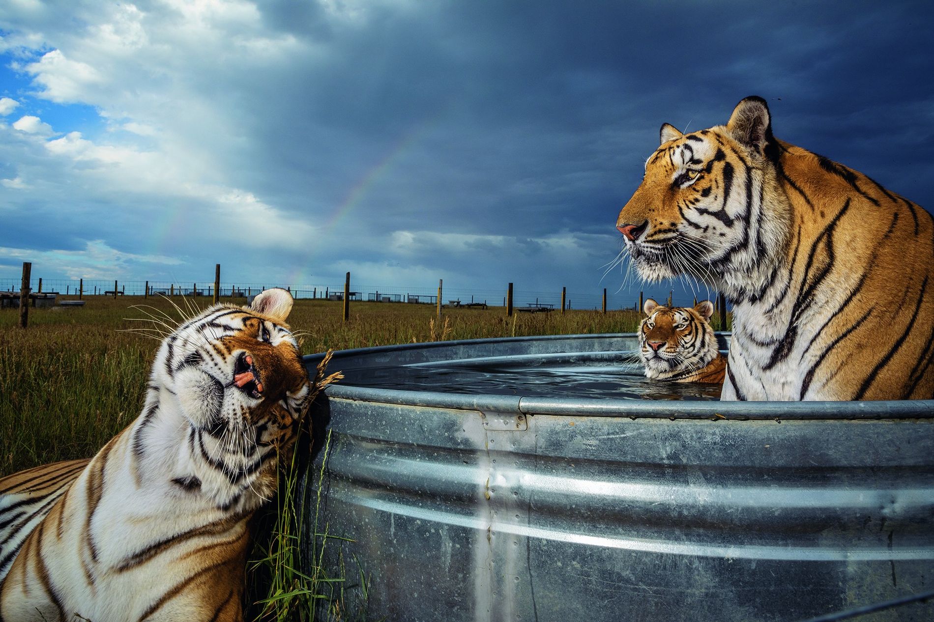La folie am&eacute;ricaine des tigres