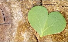 D&eacute;veloppement durable
