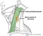 Image with missing alt attribute found on teachmeanatomy.info