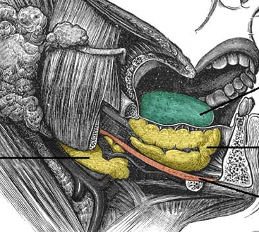 Image with missing alt attribute found on teachmesurgery.com