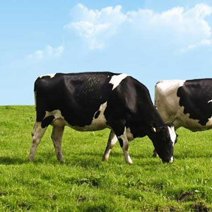 Veehouderij