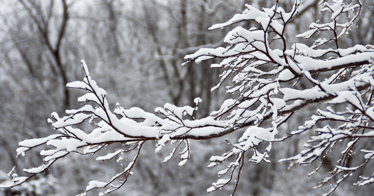 Snowy branches