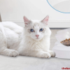 15 best dry cat food brands