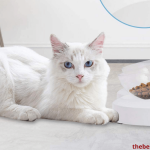 Best Dry Cat Food Brands Reviews 2020 Never Seen Before