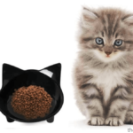 Best Dry Kitten Food 2020 Reviews & Full Buyer Guide