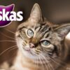 Dry Cat Food Whiskas Brand