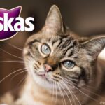 Whiskas Dry Cat Food Reviews | Exclusive Analysis & Full Buying Guide