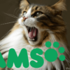 iams dry cat food reviews