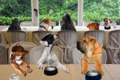 Free Dogs Sitting In Restaurant, Enjoying Their Meal Royalty Free Stock Image - 165986386