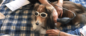 Image with missing alt attribute found on todaysveterinarypractice.com