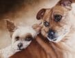 Animal portrait