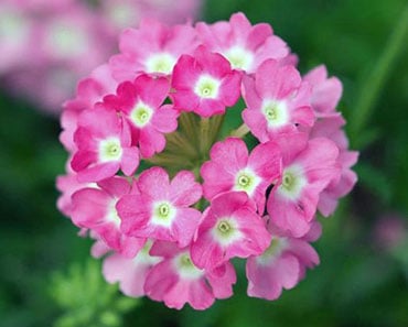 Image with missing alt attribute found on tudoespecial.com