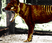 Image with missing alt attribute found on untamedscience.com