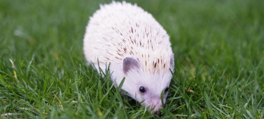 Exotic Pets