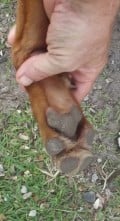 How to Find out Why Your Dog Is Limping Without Going to the Vet