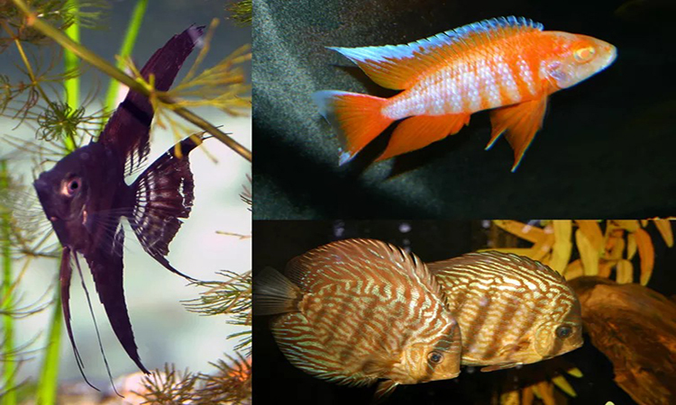 Image with missing alt attribute found on baodoi.com