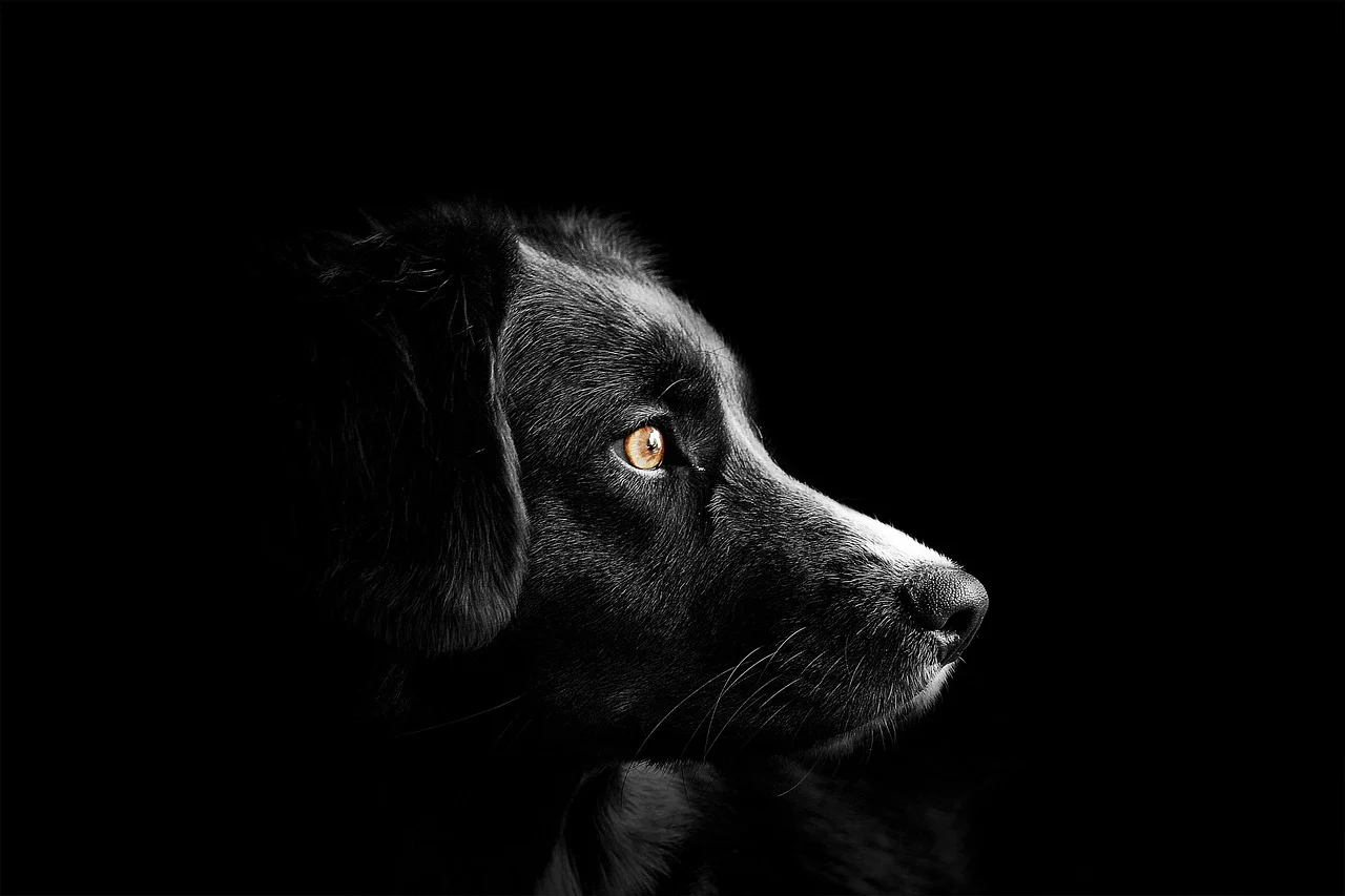 Seu c&atilde;o pode esta vendo fantasmas