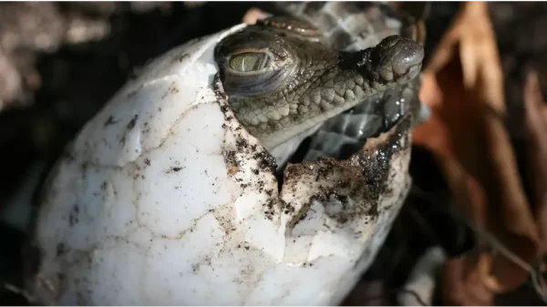 Parto virgem de crocodilo